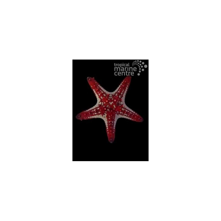 Protoreaster linckii - Crimson Knobbed Starfish
