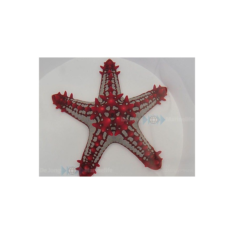 Protoreaster linckii - Crimson Knobbed Starfish