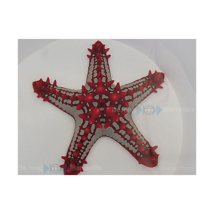 Protoreaster linckii - Crimson Knobbed Starfish
