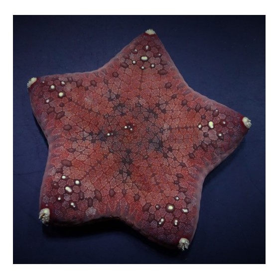 Culcita novaeguinea - Cushion Starfish