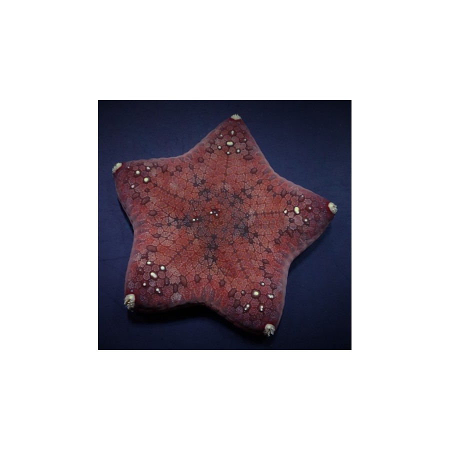 Culcita novaeguinea - Cushion Starfish