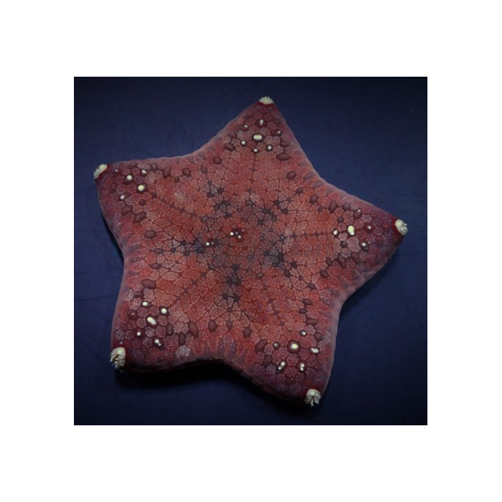 Culcita novaeguinea - Cushion Starfish