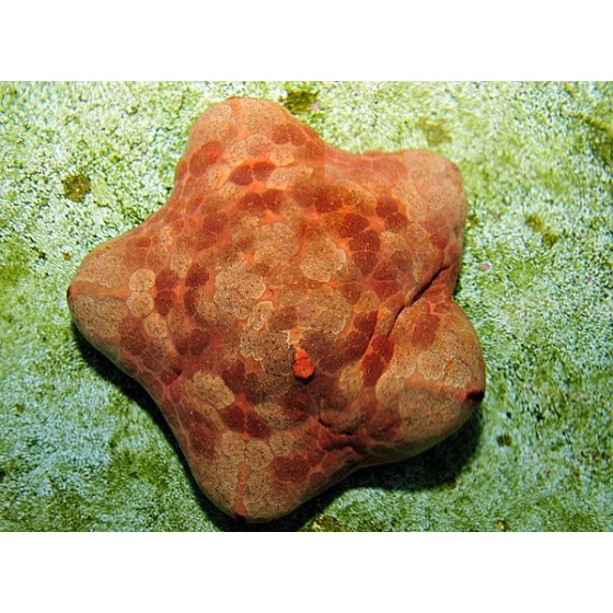 Culcita novaeguinea - Cushion Starfish