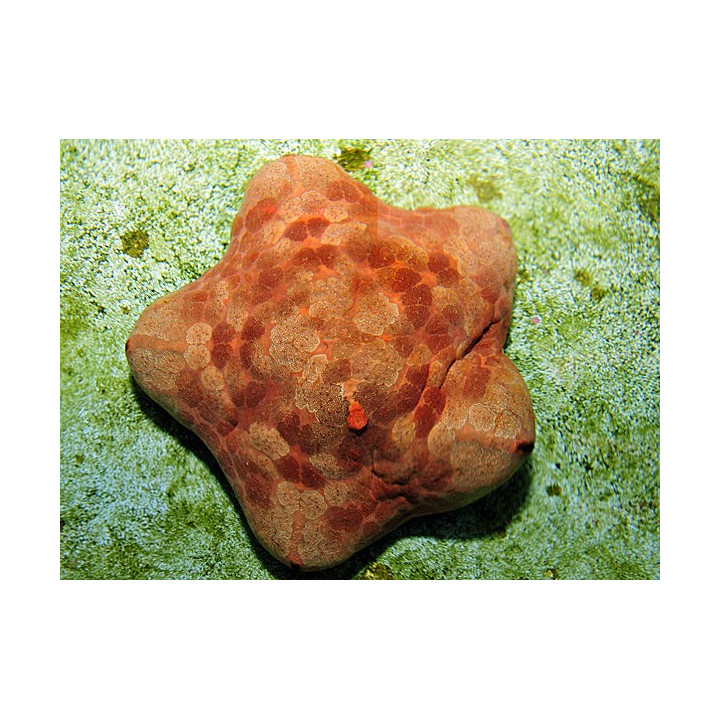 Culcita novaeguinea - Cushion Starfish
