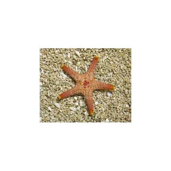 Paraferdina plakos - Deep Sea Starfish