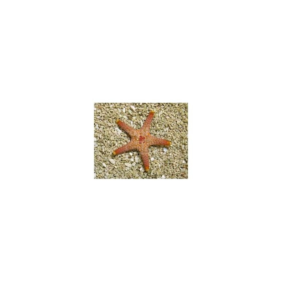 Paraferdina plakos - Deep Sea Starfish