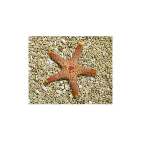 Paraferdina plakos - Deep Sea Starfish