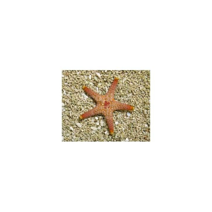 Paraferdina plakos - Deep Sea Starfish