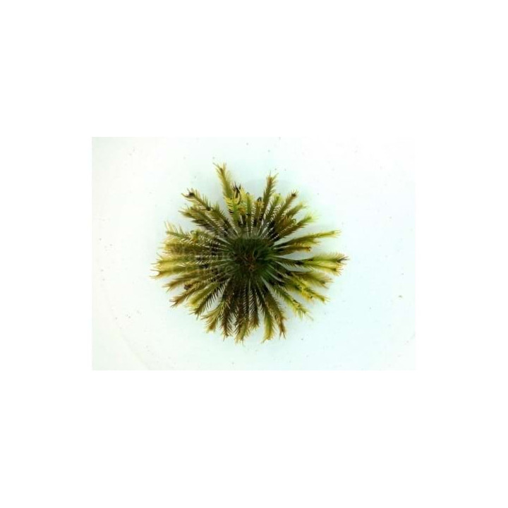 Comaster spp. - Feather Starfish