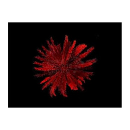 Himerometra robustipina - Feather Starfish - Red