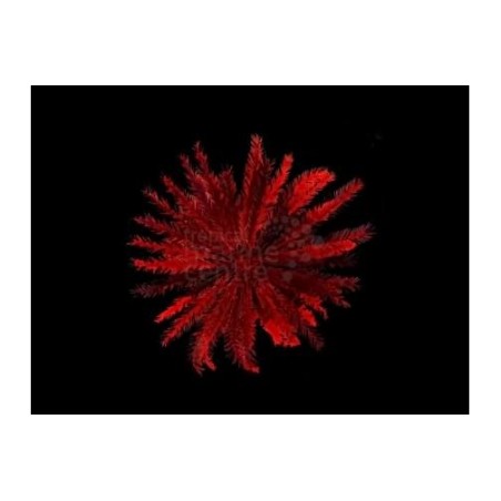 Himerometra robustipina - Feather Starfish - Red