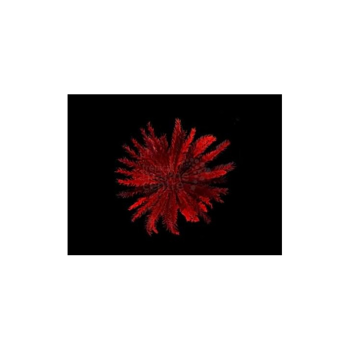 Himerometra robustipina - Feather Starfish - Red