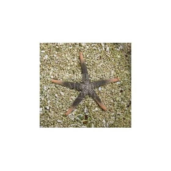 Nardoa novaecaledoniae - Goldtip Starfish