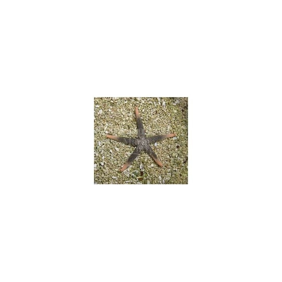 Nardoa novaecaledoniae - Goldtip Starfish