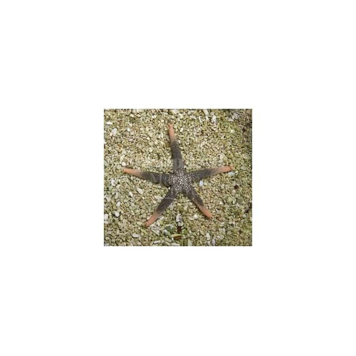 Nardoa novaecaledoniae - Goldtip Starfish