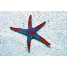 Fromia monilis – Maldive Starfish | Näyttävä reef safe -meritähti akvaarioon