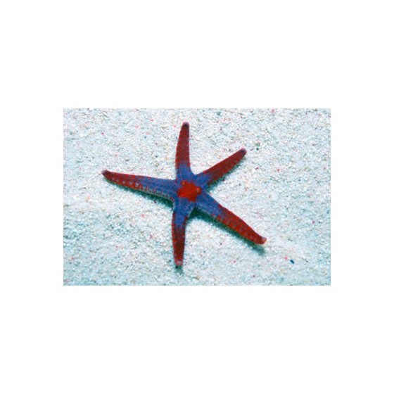 Fromia monilis - Maldive Starfish