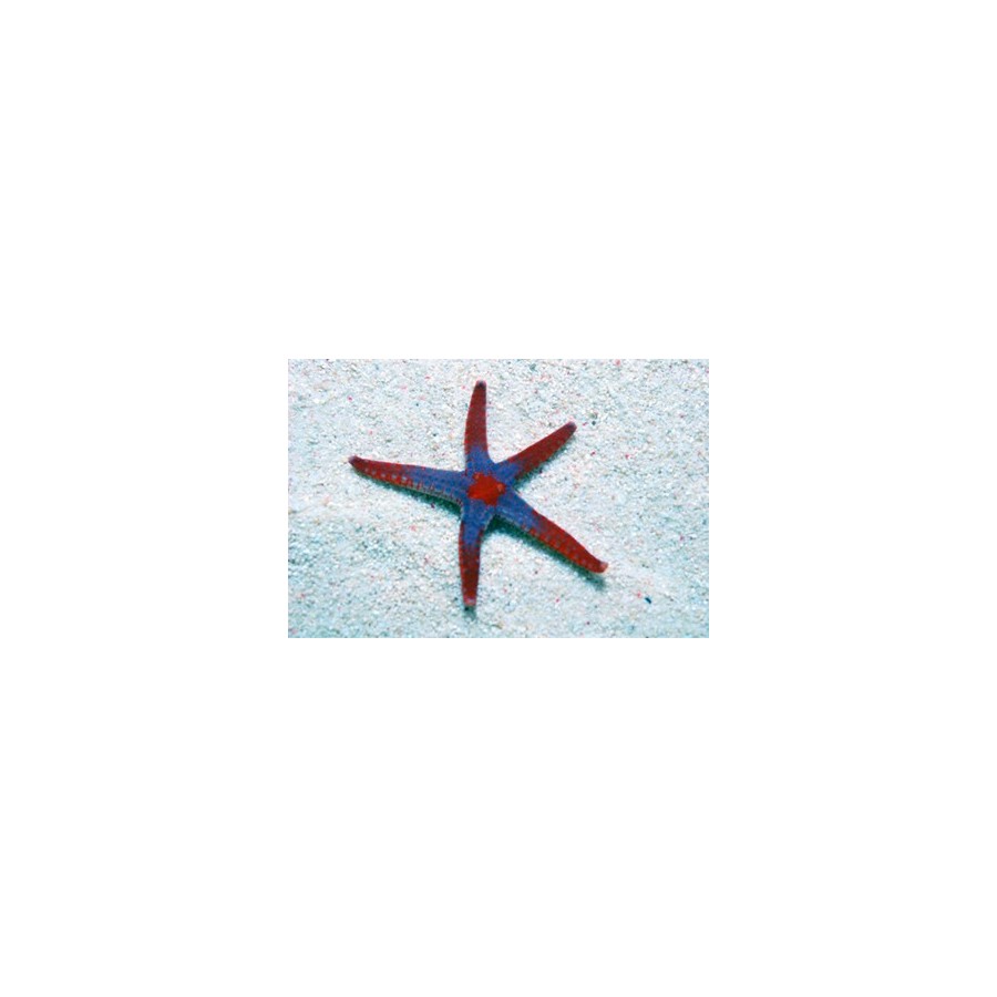 Fromia monilis - Maldive Starfish