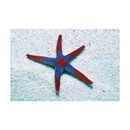 Fromia monilis - Maldive Starfish