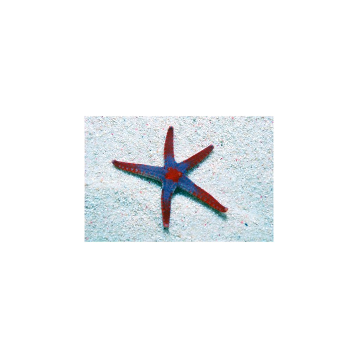 Fromia monilis - Maldive Starfish