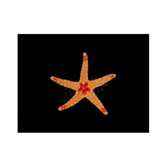 Fromia monilis - Maldive Starfish