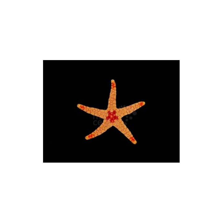 Fromia monilis - Maldive Starfish