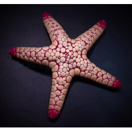 Fromia spp. - Marble Starfish