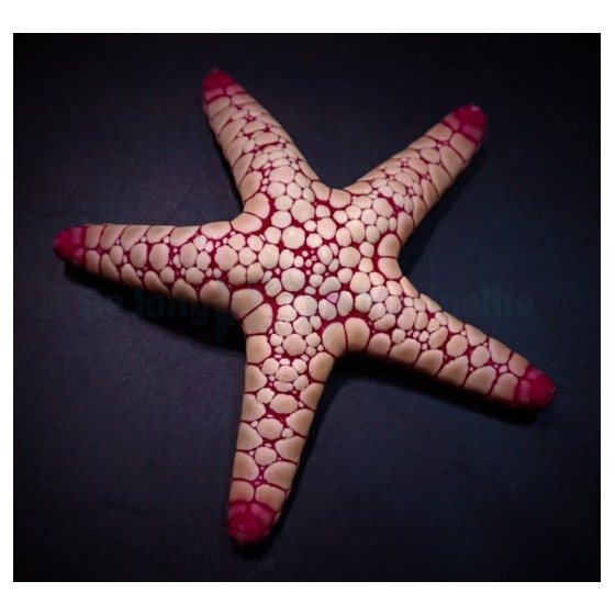 Fromia spp. - Marble Starfish