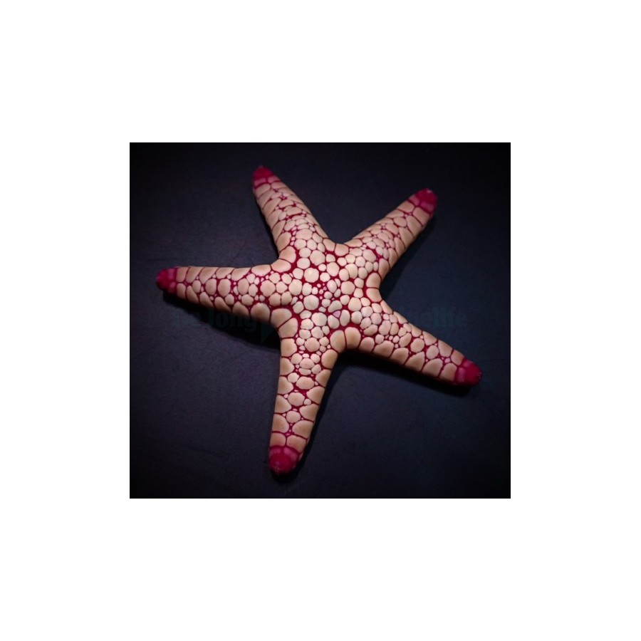 Fromia spp. - Marble Starfish