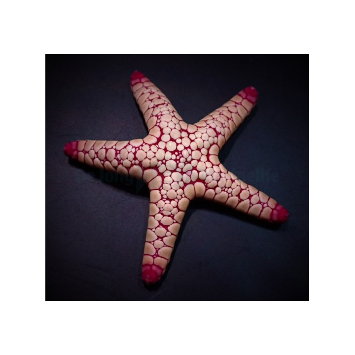 Fromia spp. - Marble Starfish