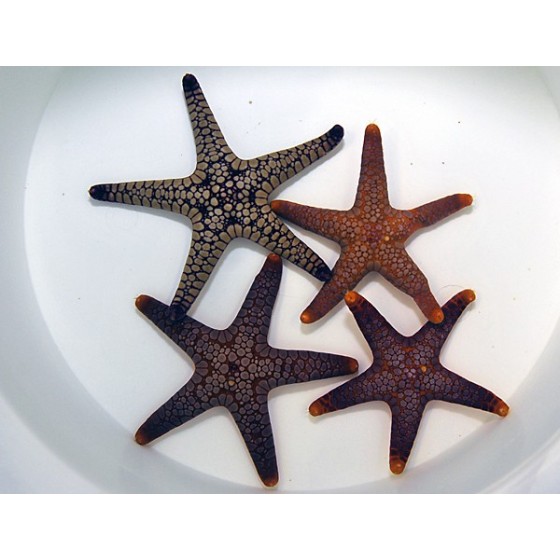 Fromia spp. - Marble Starfish