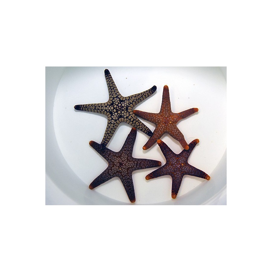 Fromia spp. - Marble Starfish