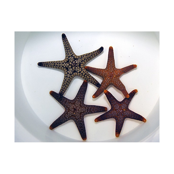 Fromia spp. - Marble Starfish