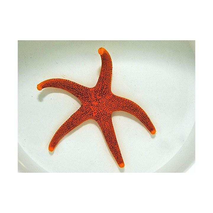 Fromia polypora