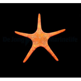 Iconaster longimanus - Mosaic Starfish