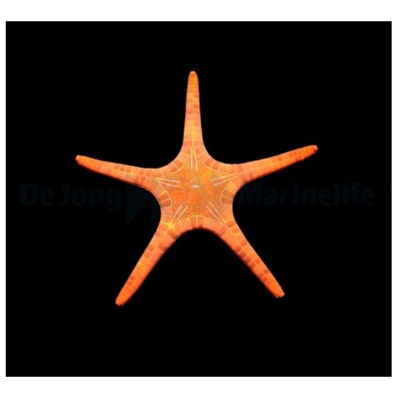 Iconaster longimanus - Mosaic Starfish