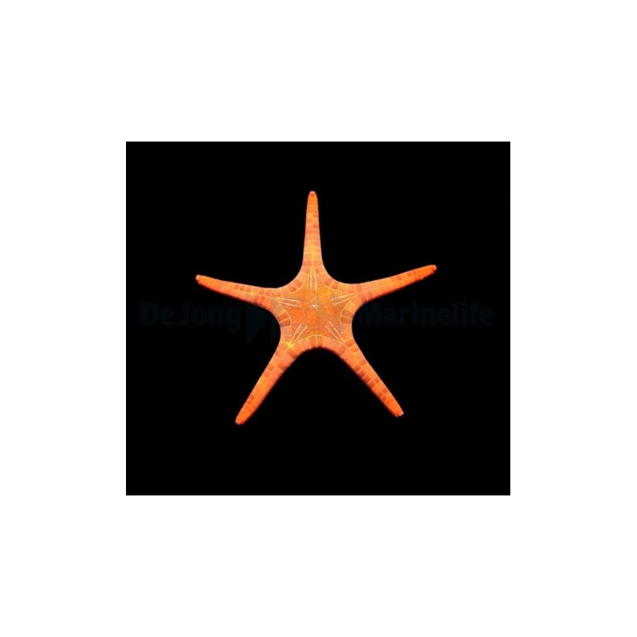 Iconaster longimanus - Mosaic Starfish