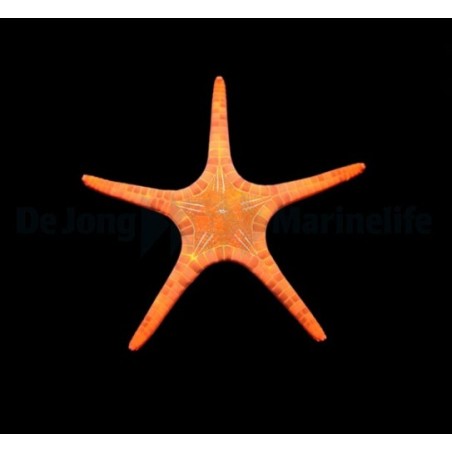 Iconaster longimanus - Mosaic Starfish