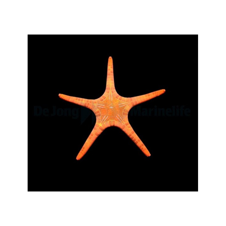 Iconaster longimanus - Mosaic Starfish