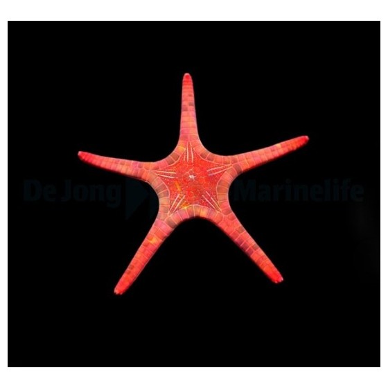 Iconaster longimanus - Mosaic Starfish