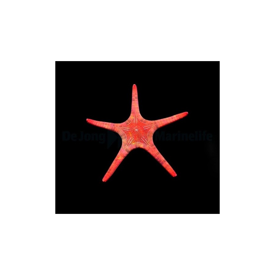 Iconaster longimanus - Mosaic Starfish