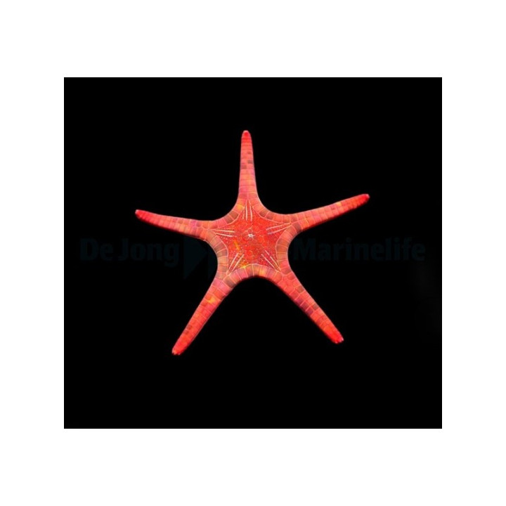 Iconaster longimanus - Mosaic Starfish