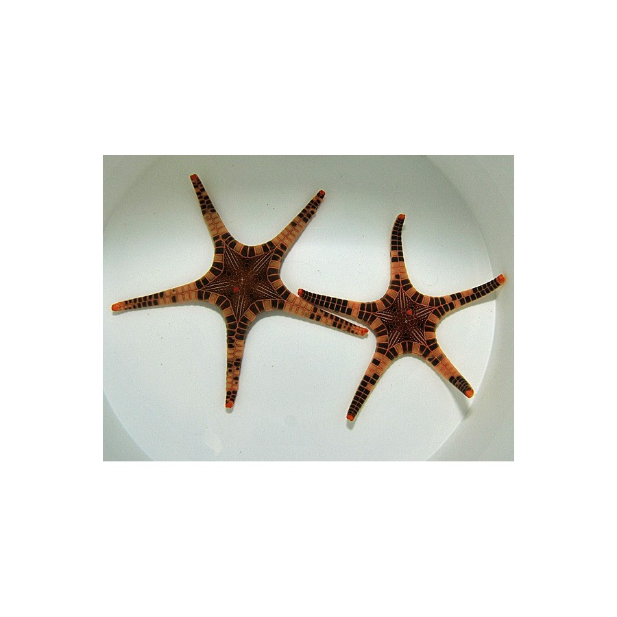 Iconaster longimanus - Mosaic Starfish