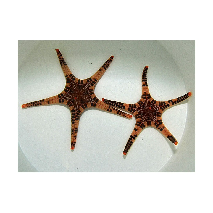 Iconaster longimanus - Mosaic Starfish