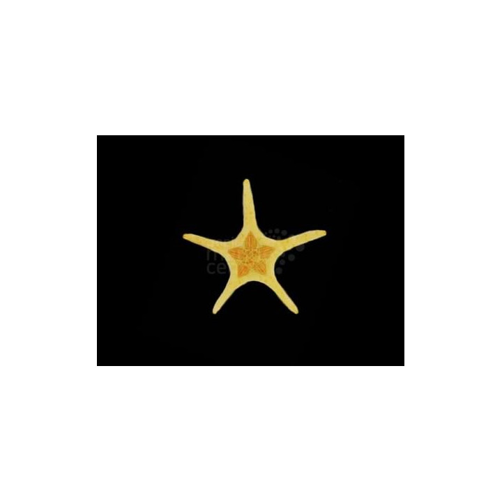 Iconaster longimanus - Mosaic Starfish
