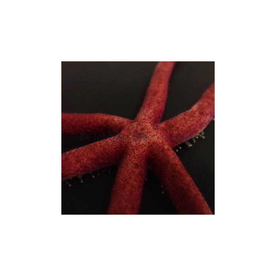 Echinaster sepositus - Orange Finger Starfish