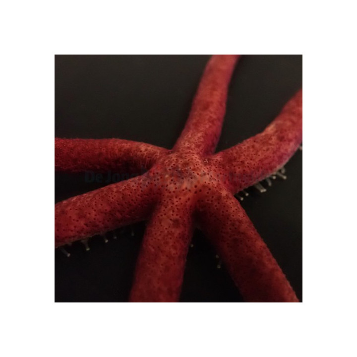 Echinaster sepositus - Orange Finger Starfish