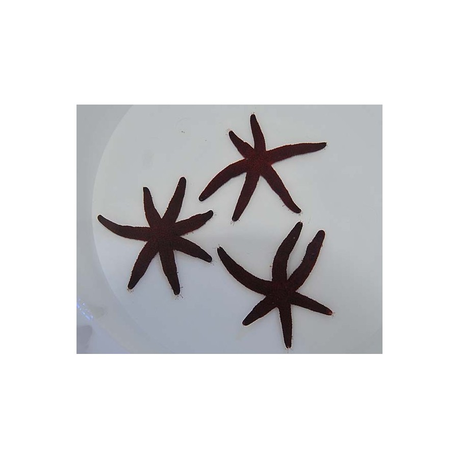 Echinaster sepositus - Orange Finger Starfish