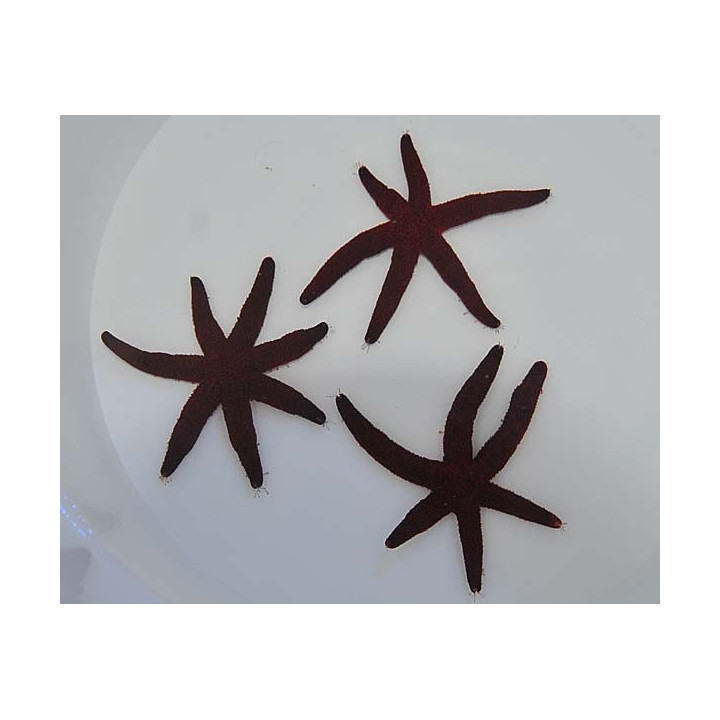 Echinaster sepositus - Orange Finger Starfish