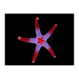 Fromia cf monilis - Pearl Starfish